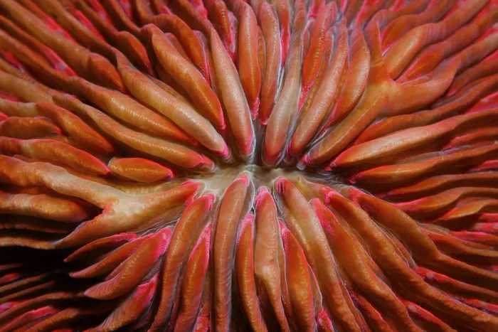 Framed Print : Fungia Coral (Fungia sp.), detail