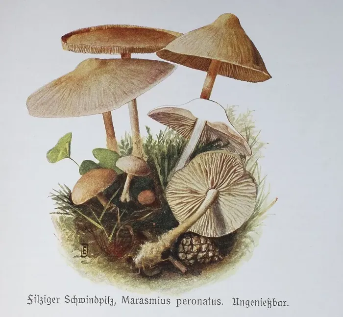 Framed Print : Fungus, Felty fungus, Marasmius peronatus