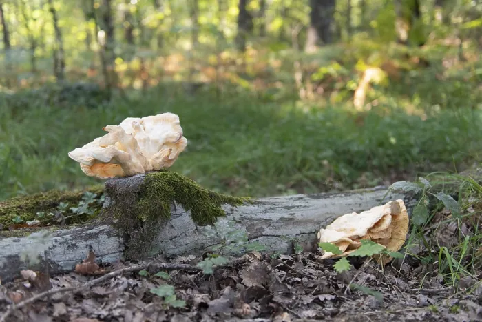 Framed Print : Fungus on tree trunk in forest