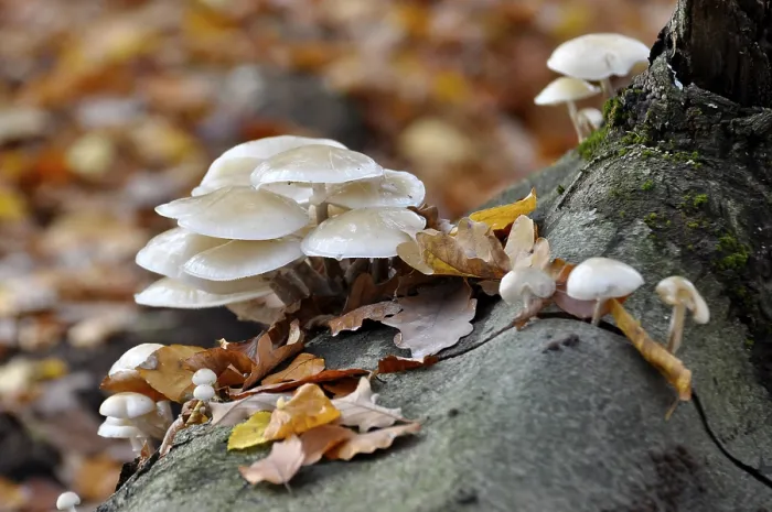 Framed Print : Fungus on a tree trunk in the forest Framed Print : Fungus on a tree trunk in the forest