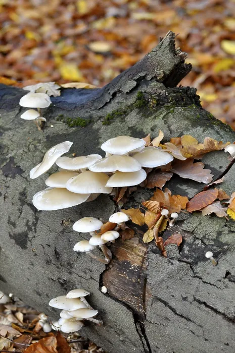 Framed Print : Fungus on a tree trunk in the forest Framed Print : Fungus on a tree trunk in the forest