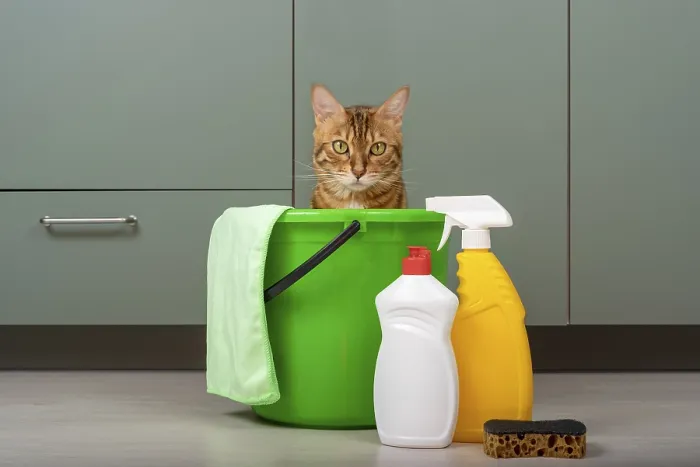 Framed Print : A funny cat sits in a bucket next to detergents and a rag Framed Print : A funny cat sits in a bucket next to detergents and a rag