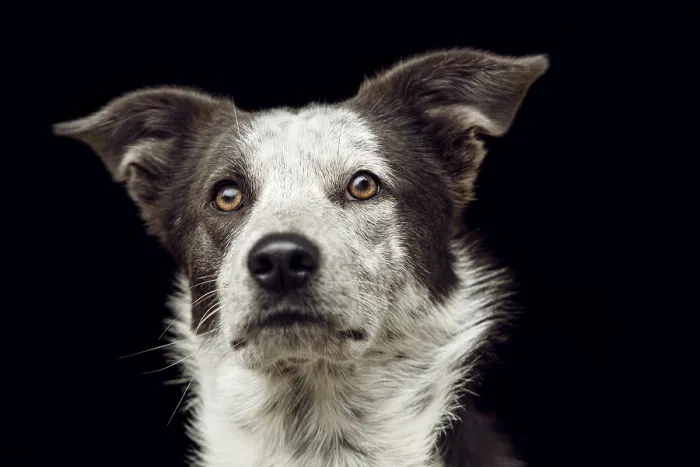 Framed Print : Funny crossbreed dog against black studio background