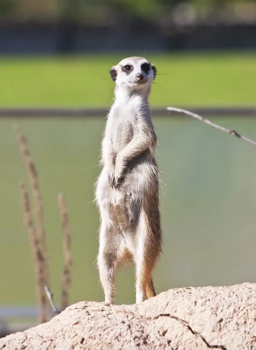 Framed Print : Funny and cute African rodent Meerkat or Suricate