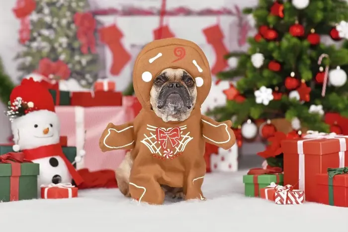 Framed Print : Funny dog Christmas costume. French Bulldog wearing gingerbread outfit with arms surrounded by festive decoration