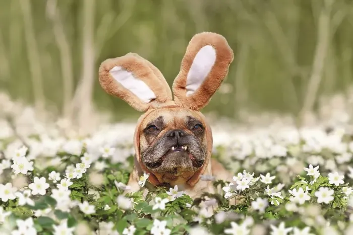 Framed Print : Funny Easter French Bulldog dog with rabbit costume ears between spring flowers