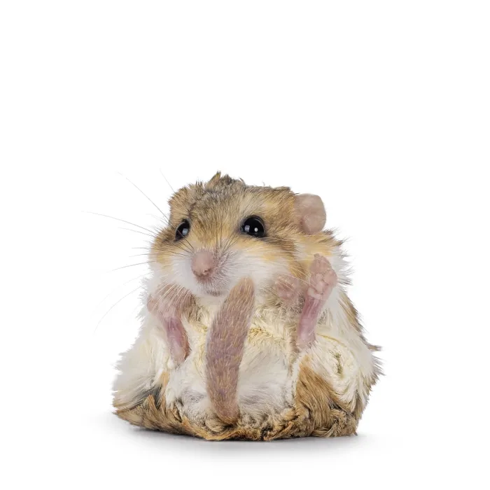 Framed Print : Funny Fat tailed gerbil aka Pachyuromys duprasi Framed Print : Funny Fat tailed gerbil aka Pachyuromys duprasi