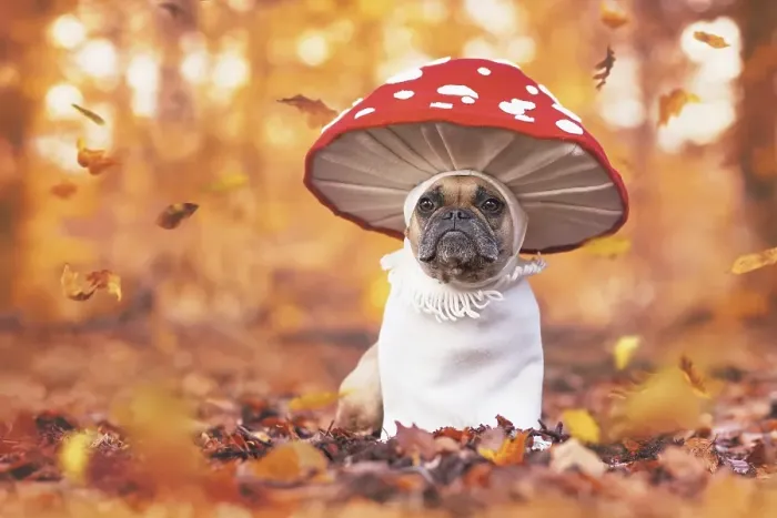 Framed Print : Funny French Bulldog dog in unique fly agaric mushroom costume standing in orange autumn forest Framed Print : Funny French Bulldog dog in unique fly agaric mushroom costume standing in orange autumn forest