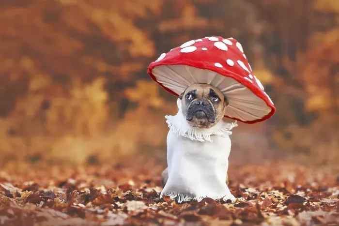 Framed Print : Funny French Bulldog dog in unique fly agaric mushroom costume standing in orange autumn forest with copy space