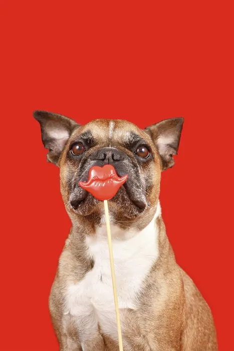 Framed Print : Funny French Bulldog dog with Valentine's Day kiss lips photo prop in front of red background Funny French Bulldog