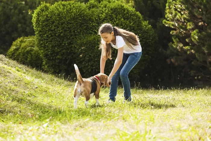 Framed Print : Funny girl throwing stick for active beagle dog in the park