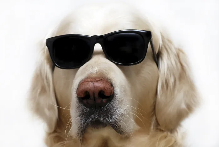 Framed Print : Funny Golden retriever dog wearing sunglasses