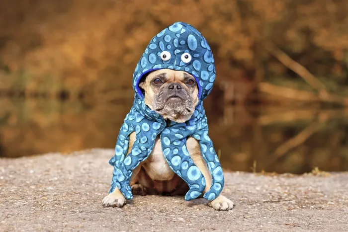 Framed Print : Funny Halloween dog costume. Cute French Bulldog wearing squid costume suit with eyes and tentacle arms