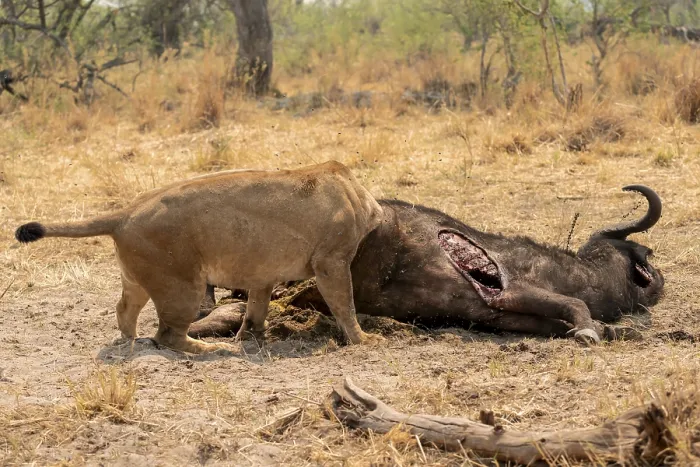 Framed Print : Funny, Kill, Lion (Panthera Leo) eats buffalo Framed Print : Funny, Kill, Lion (Panthera Leo) eats buffalo