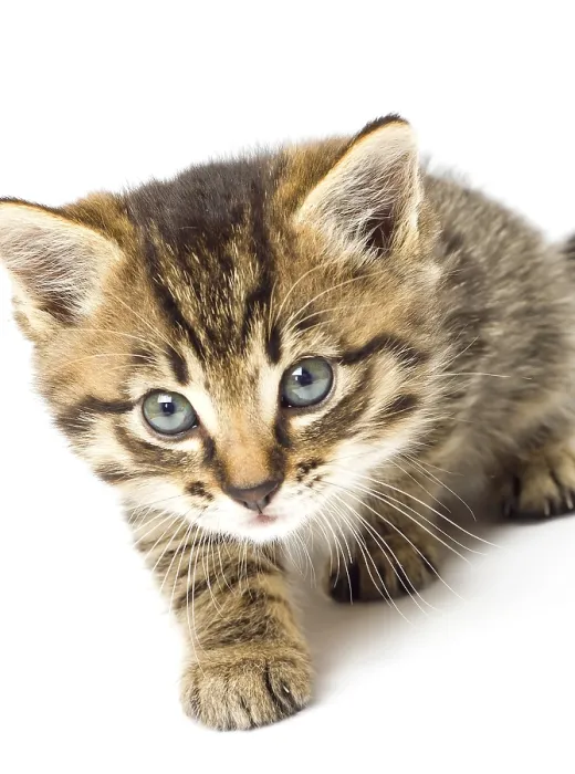 Framed Print : Funny kitten