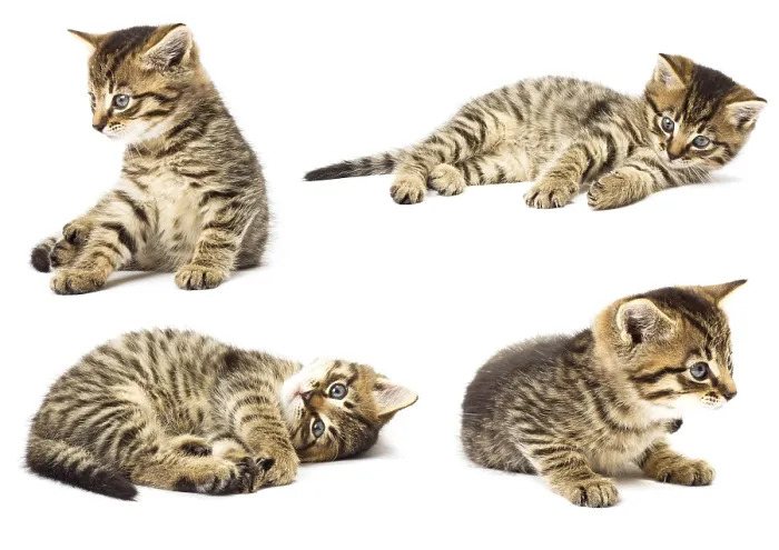 Framed Print : Funny kitten Framed Print : Funny kitten