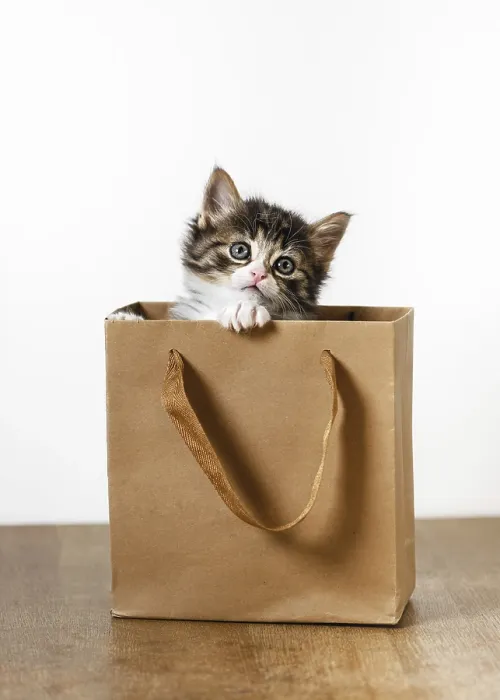 Framed Print : Funny little kitten looks out of the wrapping paper bag
