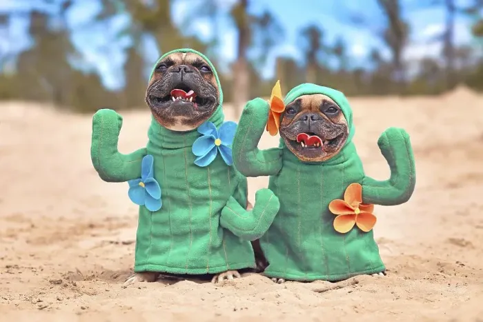 Framed Print : Funny pair of French Bulldog dog dressed up with cactus costumes with fake arms and flowers standing on sandy ground