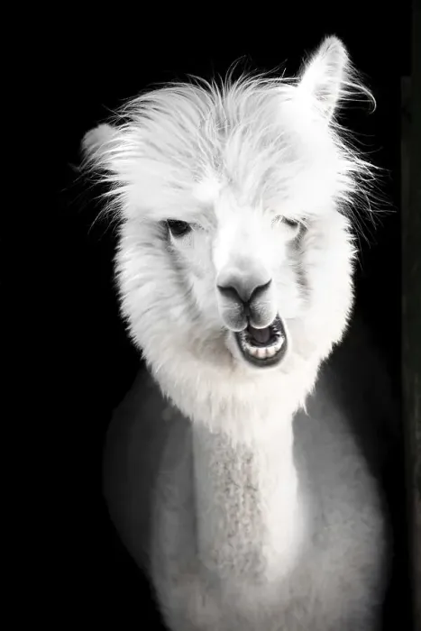 Framed Print : Funny white alpaca (Vicugna pacos) Framed Print : Funny white alpaca (Vicugna pacos)