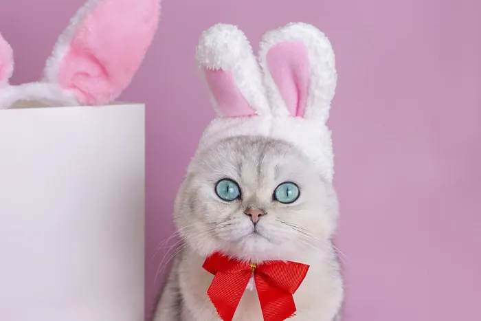 Framed Print : A funny white cat in a hat with bunny ears and a red bow tie sits on a pink background next to a white paper bag