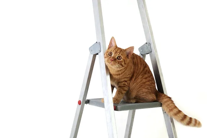 Framed Print : Funny young tabby-red cat sits on construction and repair step-ladder on white background Framed Print : Funny young tabby-red cat sits on construction and repair step-ladder on white background