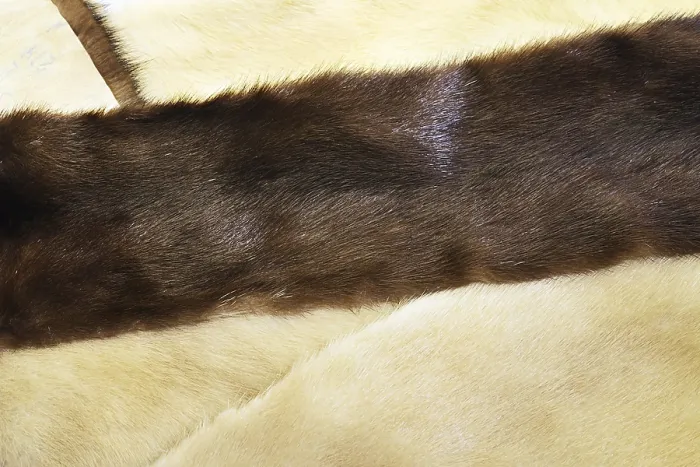 Framed Print : Fur of the brown and light mink