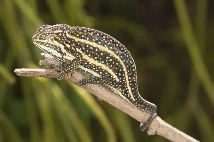Framed Print : Furcifer campanii chameleon (Furcifer campanii)