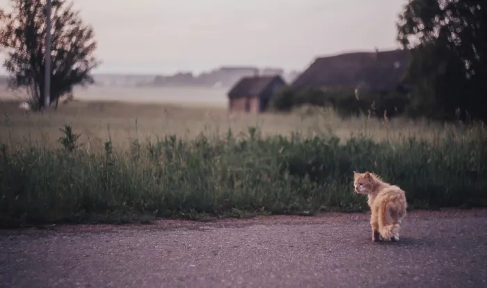 Framed Print : A furry cat walking along a countryside road in the early morning