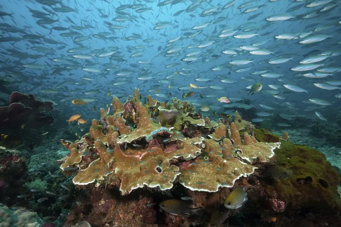 Framed Print : Fusiliers over coral reef, Pterocaesio tesselata Framed Print : Fusiliers over coral reef, Pterocaesio tesselata