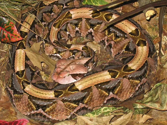 Framed Print : Gabon viper