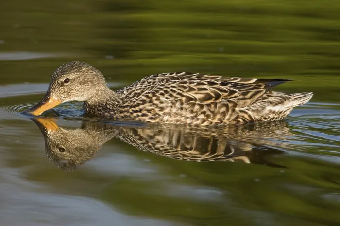 Framed Print : Gadwall (Anas strepera) adult female