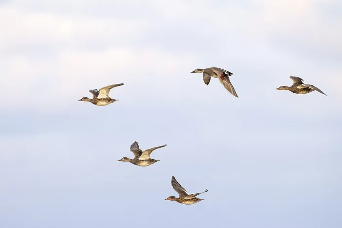 Framed Print : Gadwall (Anas strepera), small flock in flight Framed Print : Gadwall (Anas strepera), small flock in flight