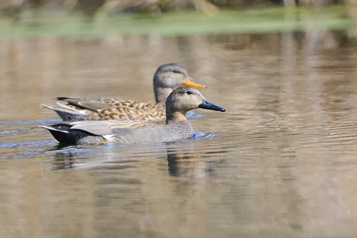 Framed Print : Gadwall ducks, Upper Lusatia, Saxony Framed Print : Gadwall ducks, Upper Lusatia, Saxony