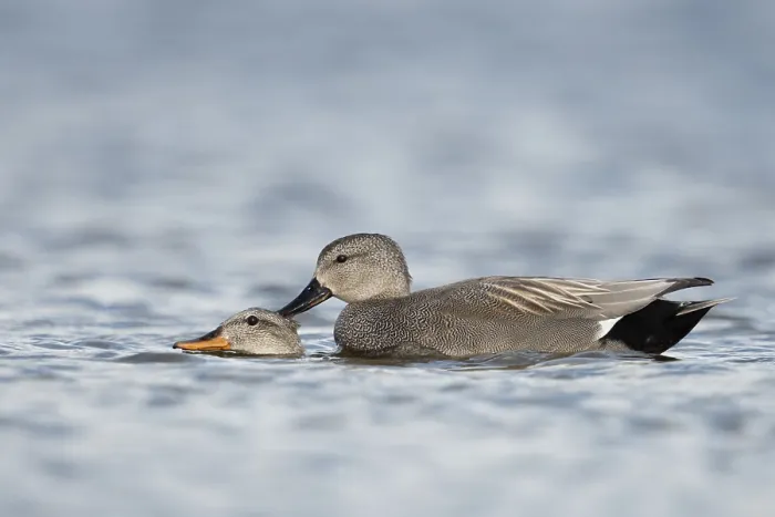 Framed Print : Gadwall (Mareca strepera) pair mating