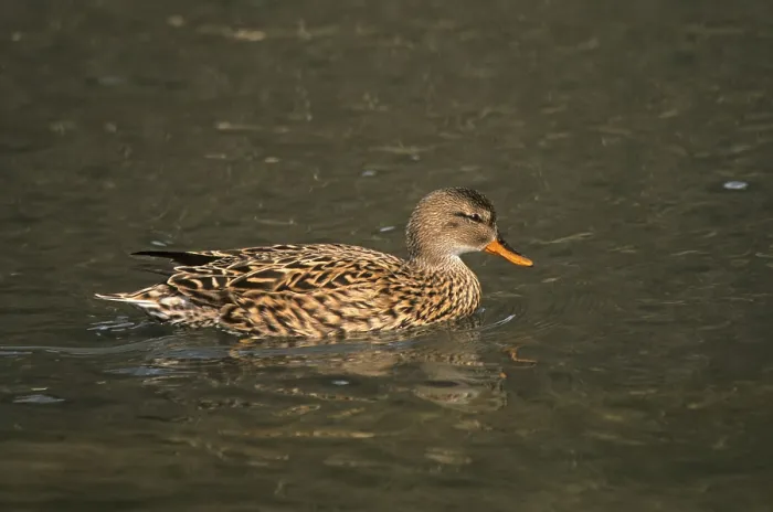 Framed Print : Gadwalls (Anas strepera), Ducks