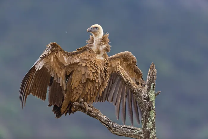 Framed Print : Gaensegeier, Eurasian Griffon Vulture