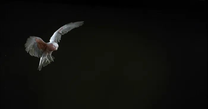 Framed Print : Galah (eolophus roseicapilla), Adult in Flight against Black Background