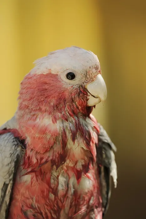 Framed Print : Galah (Eolophus roseicapilla) (Cacatua roseicapilla)