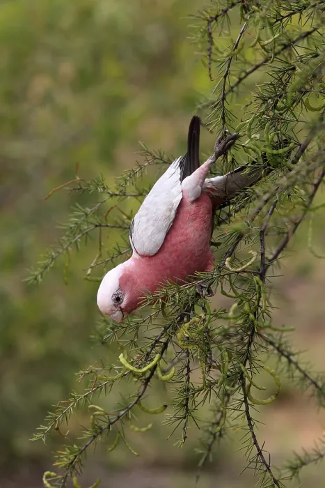 Framed Print : Galah, Rose-breasted Cockatoo, Galah Cockatoo
