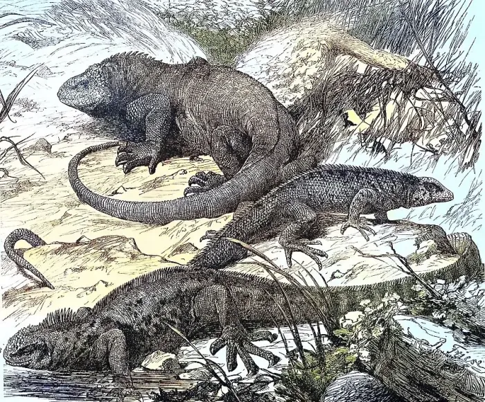 Framed Print : Galapagos (Amblyrhynchus cristatus) lizards