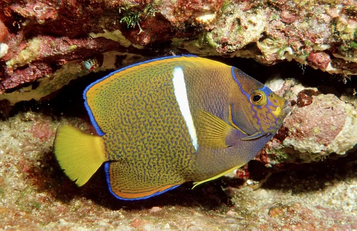 Framed Print : Galapagos angelfish, juvenile, Cocos Island (Holocanthus passer) Framed Print : Galapagos angelfish, juvenile, Cocos Island (Holocanthus passer)
