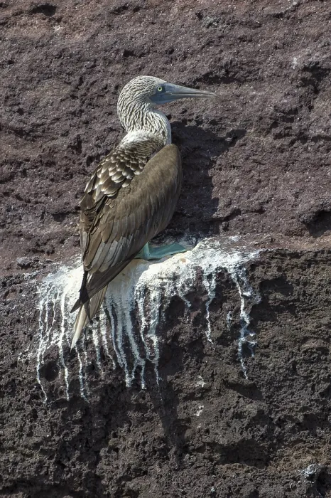 Framed Print : Galapagos Blue-footed Booby (Sula nebouxii excisa)