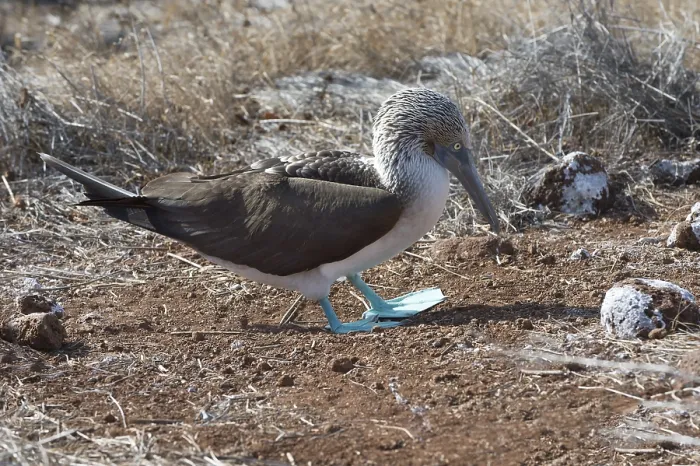 Framed Print : Galapagos Blue-footed Booby (Sula nebouxii excisa)