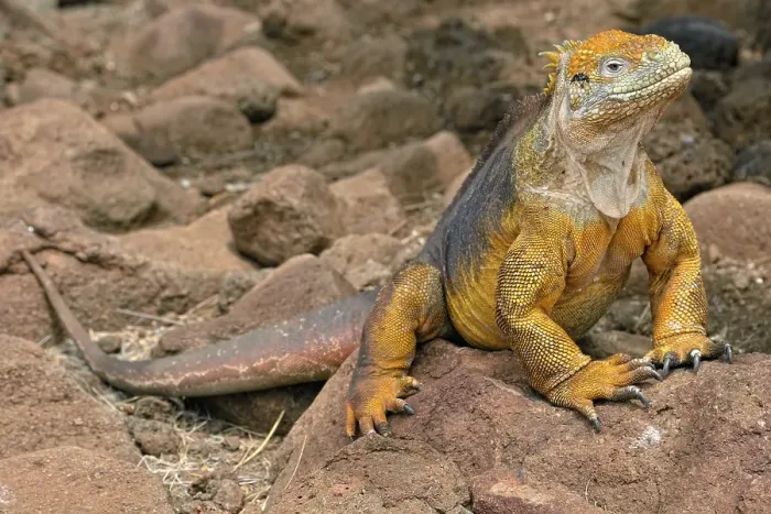 Framed Print : Galapagos land iguana (Conolophus subcristatus) Framed Print : Galapagos land iguana (Conolophus subcristatus)