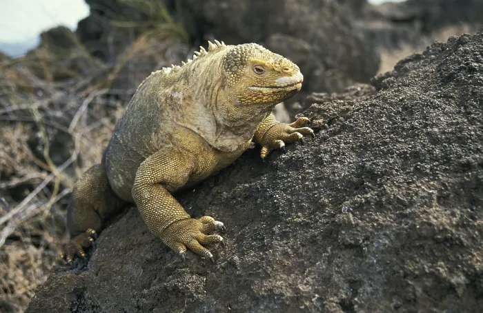 Framed Print : GALAPAGOS LAND IGUANA (conolophus subcristatus)