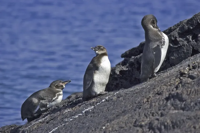 Framed Print : Galapagos Penguin, Sphensicus mendiculus Framed Print : Galapagos Penguin, Sphensicus mendiculus