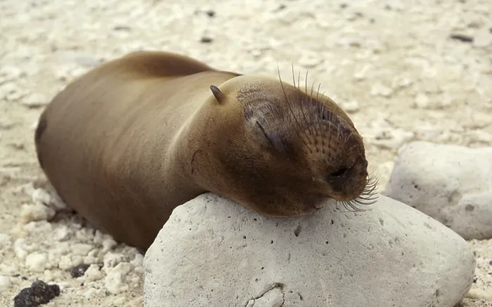 Framed Print : Galapagos sea lion (Zalophus wollebaeki)