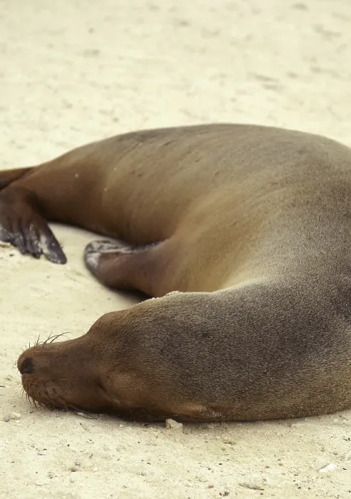 Framed Print : Galapagos sea lion (Zalophus wollebaeki)