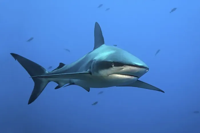 Framed Print : Galapagos shark (Carcharhinus galapagensis) swimming in the ocean