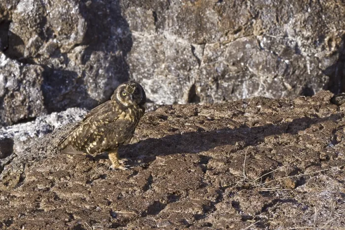 Framed Print : Galapagos Short Eared Owl (Asio flammeus galapagoensis)